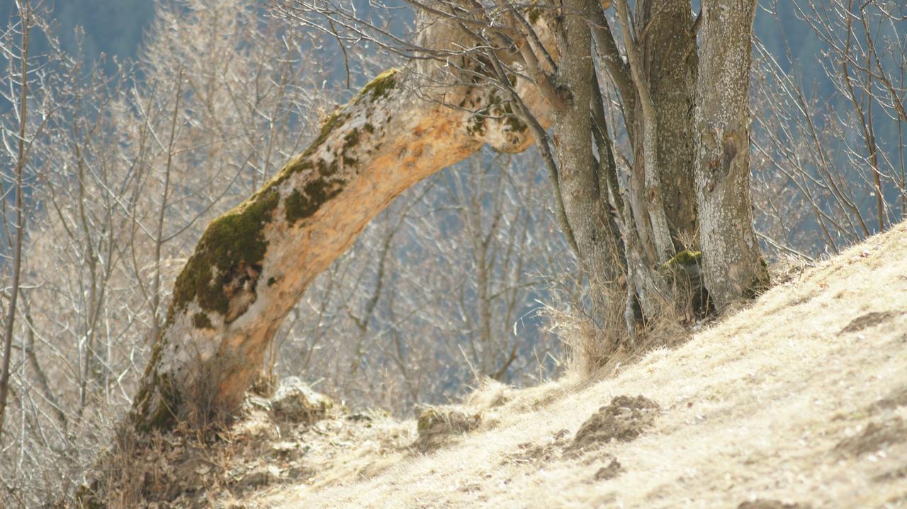 Schrunerhof Ebene Reichenau Bagian luar foto